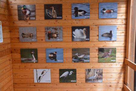 Mokrišče Hraše (2)